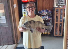 Anglers are catching plenty again today. Look at this beautiful black drum